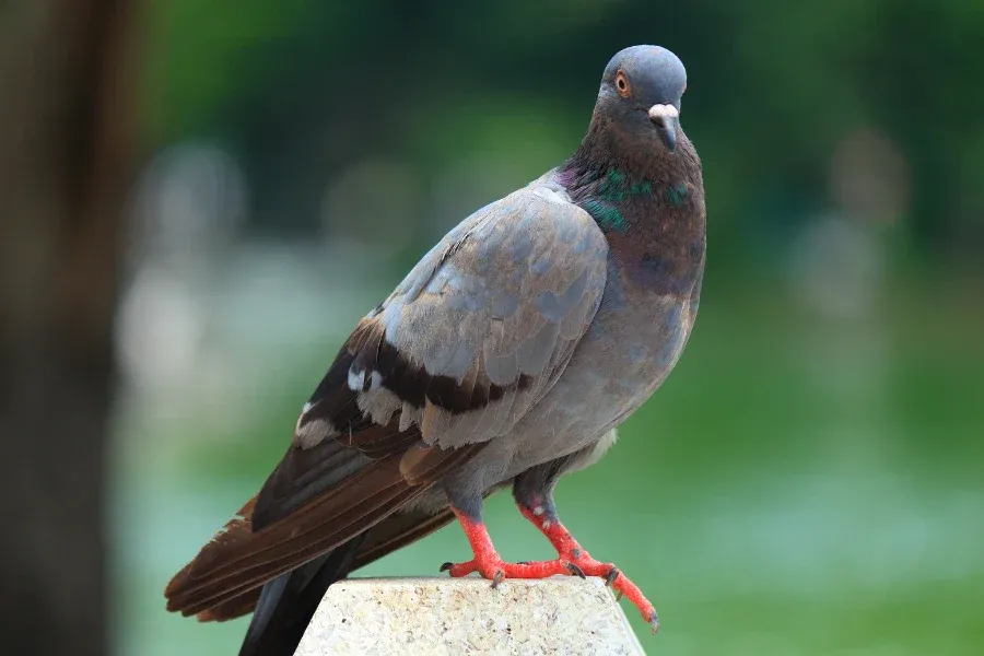 Pigeon showcasing pattern recognition abilities
