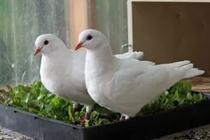 Pigeons grazing on home-grown vegetables