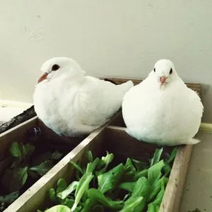 Pigeons Quince and Yuzu enjoying garden greens