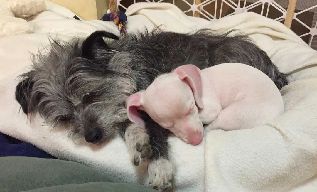 Piglet lying next to Susie, another dog, both looking cozy together.