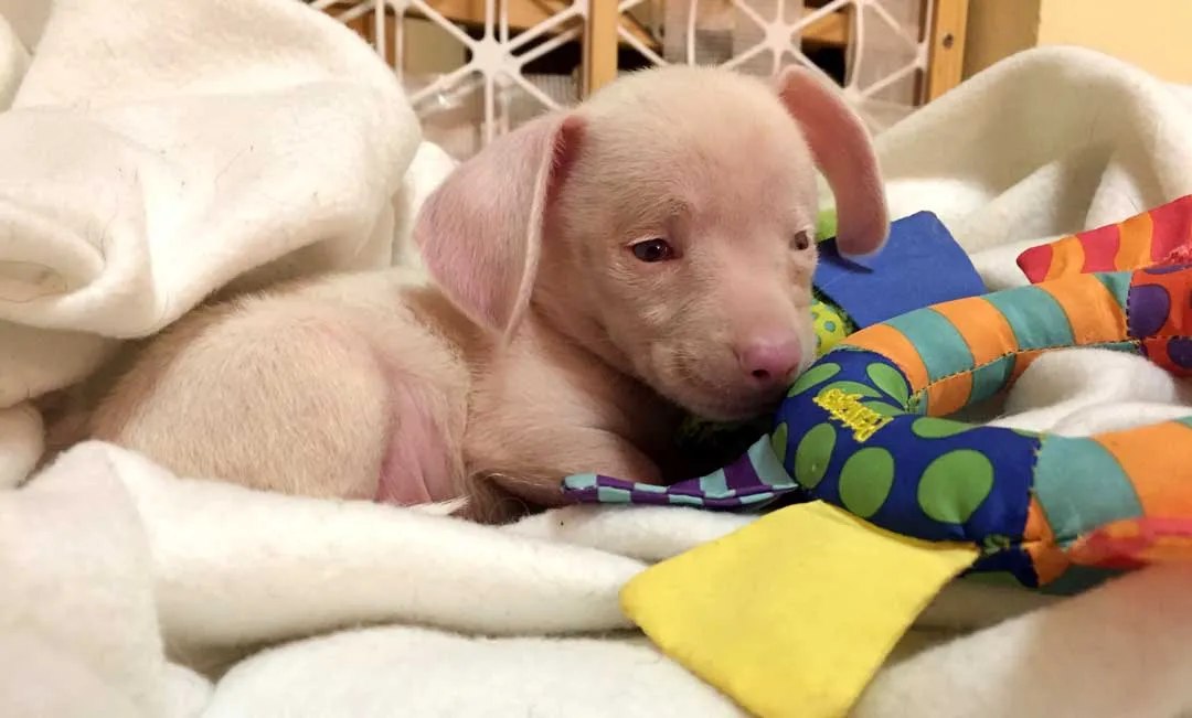 Piglet playing with his toys, a small pink dog surrounded by colorful squeaky toys.