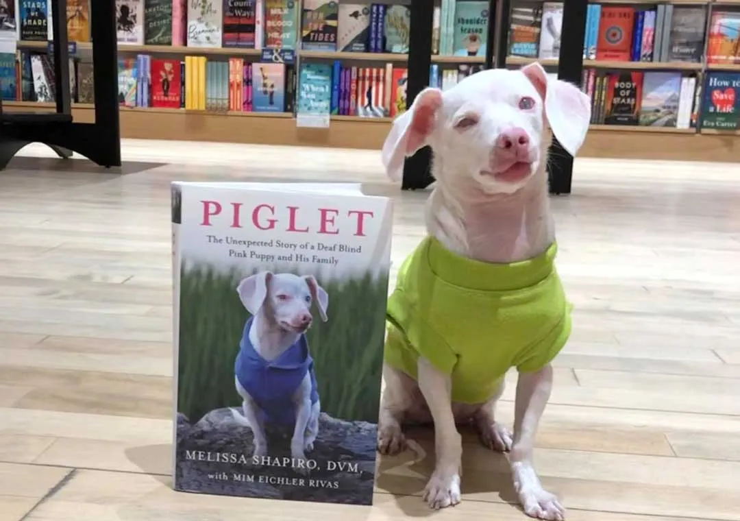 Piglet sitting attentively on a countertop with a book titled "Piglet" beside him in a bookstore.