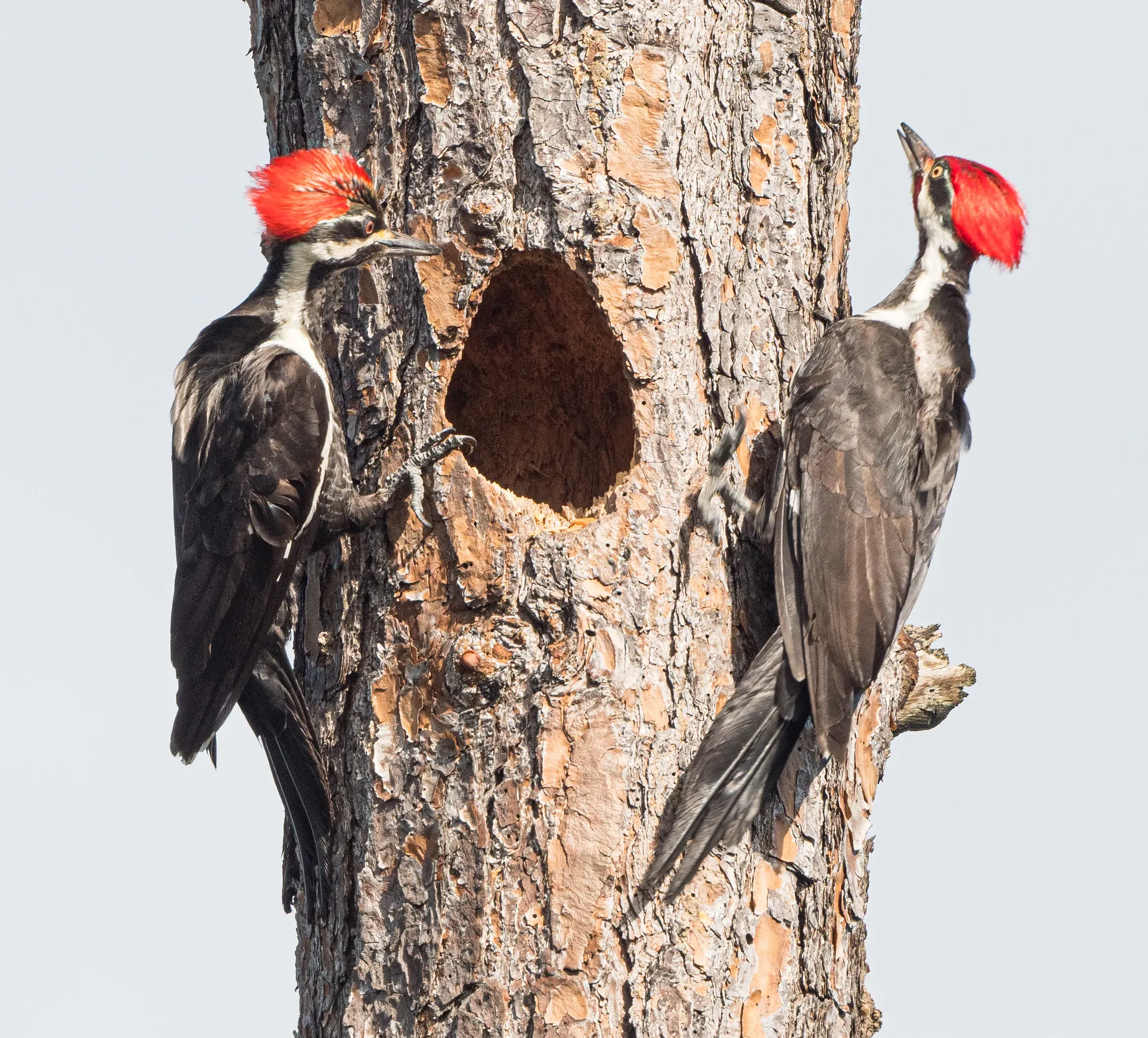 Pileated Woodpecker pair meeting atop a tree during courtship