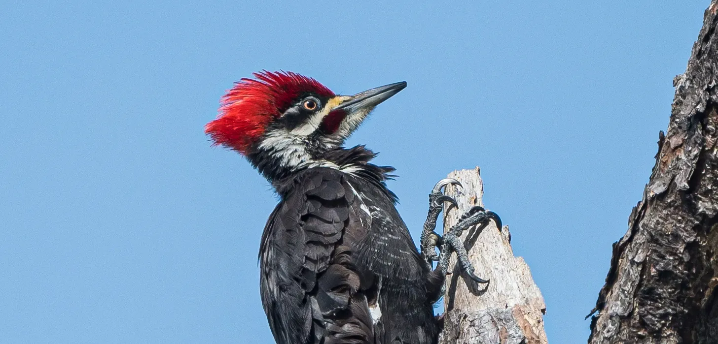 Pileated Woodpeckers excavating chips from their nest site