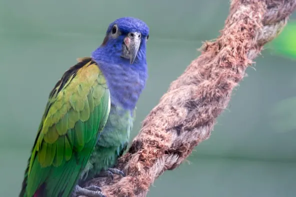 Pionus parrots are a type of pet bird