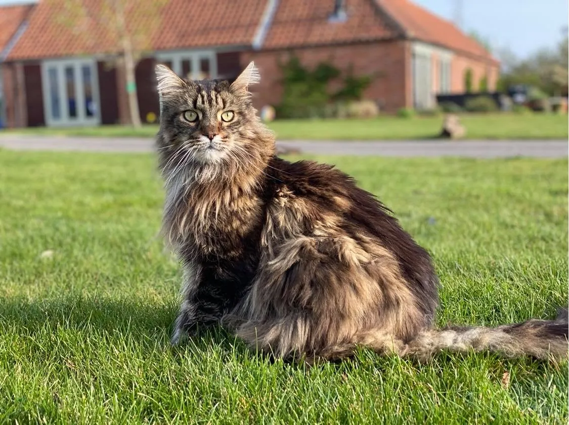 Pippin the Maine Coon cat sitting outside our home, in the garden.