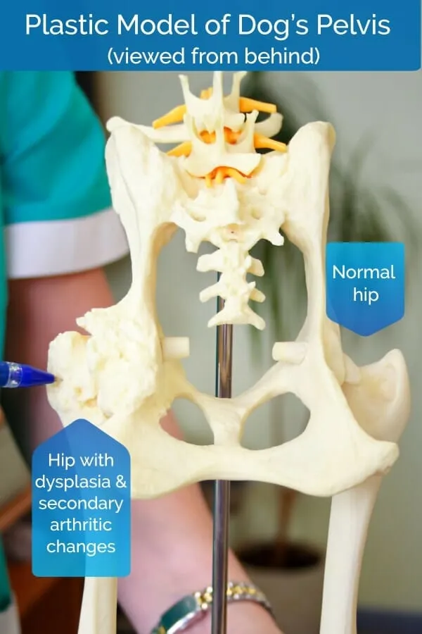 Plastic model comparing a normal dog hip with a dysplastic, arthritic hip