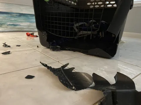 Plastic pet carrier broken by a dog, with plastic shards scattered on the floor, posing a risk of injury.
