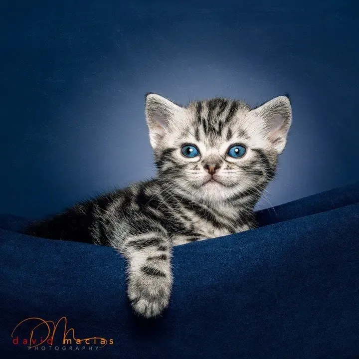 Playful American Shorthair kitten exploring