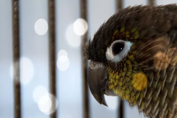 Playful green-cheeked conure showing mischievous personality