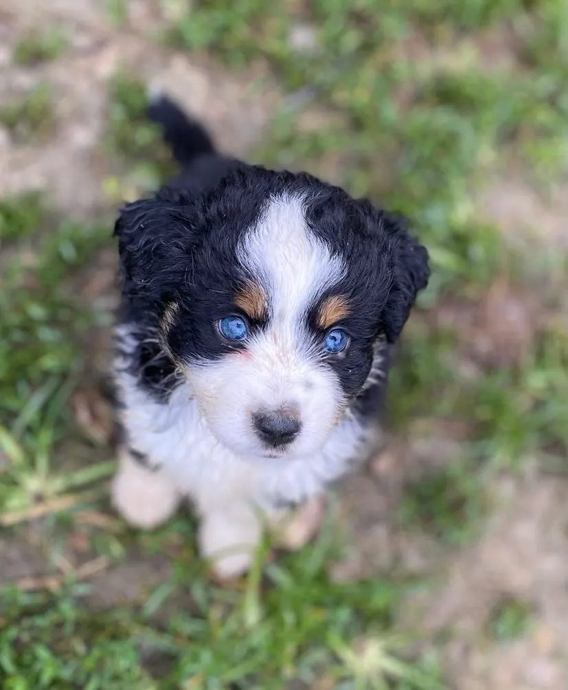 Playful mini aussie litter tumbling in the grass