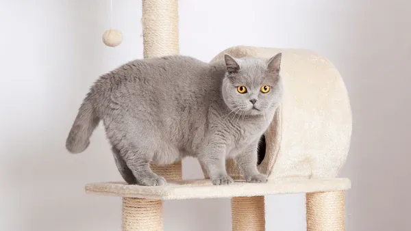 Plush-coated British Shorthair tomcat with dense short fur and round face