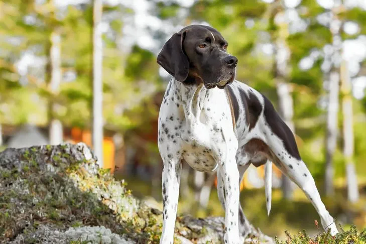 Pointer standing in the forest.