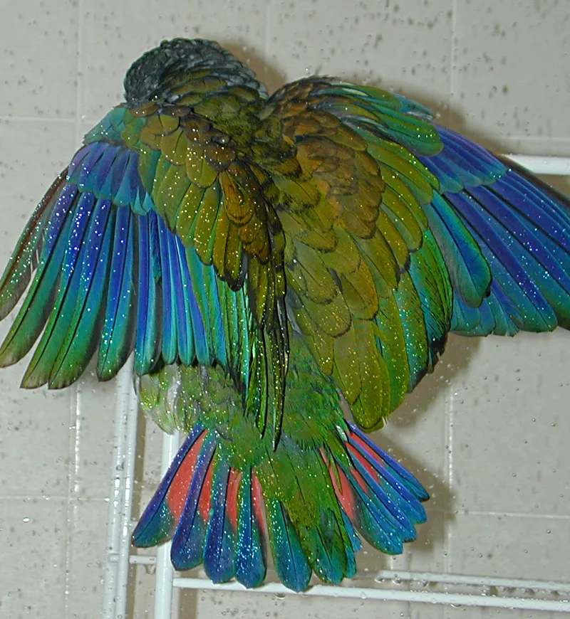 Poirot the White-capped female enjoying a shower, revealing jewel tones