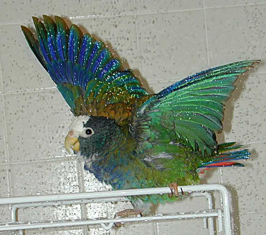 Poirot the White-capped female Pionus showcasing iridescent feathers during a shower