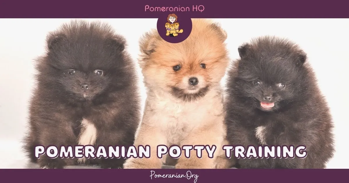 Pomeranian puppies playing in a safe training environment