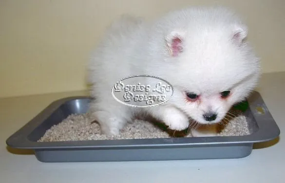 Pomeranian puppy training with a litter tray setup