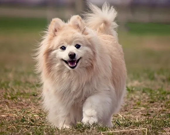 Pomeranian with fluffy coat ready for trails