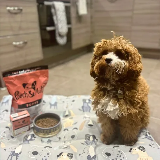 Pooch & Mutt Superfood Puppy Bundle