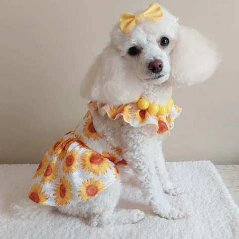 Poodle in a Sunflower Dog Dress