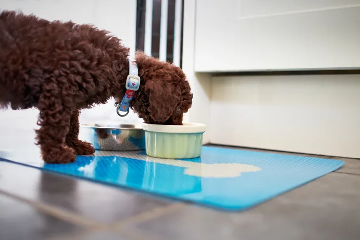 Poodle puppy eating from a bowl in the kitchen.