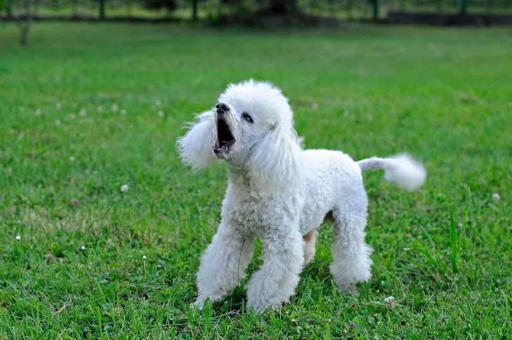 Poodle standing in the grass, displaying an aggressive stance with barking.