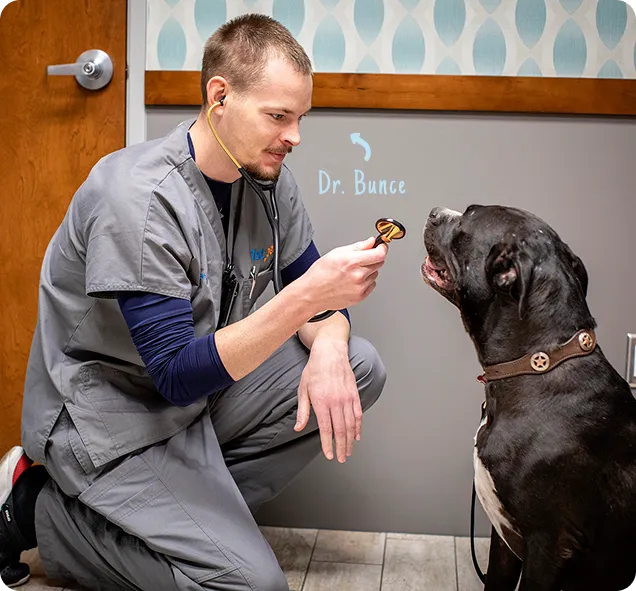 Portrait of Dr. Bunce, a veterinarian at 1st Pet