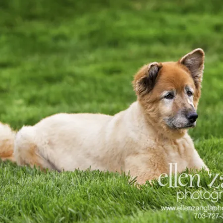 Portrait of Toby, a German Shepherd Chow mix with a distinctive slightly-down ear, sitting regally outdoors.
