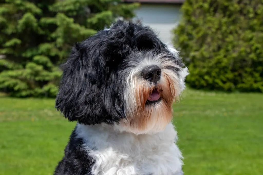 Portuguese Water Dog as diabetic alert dog