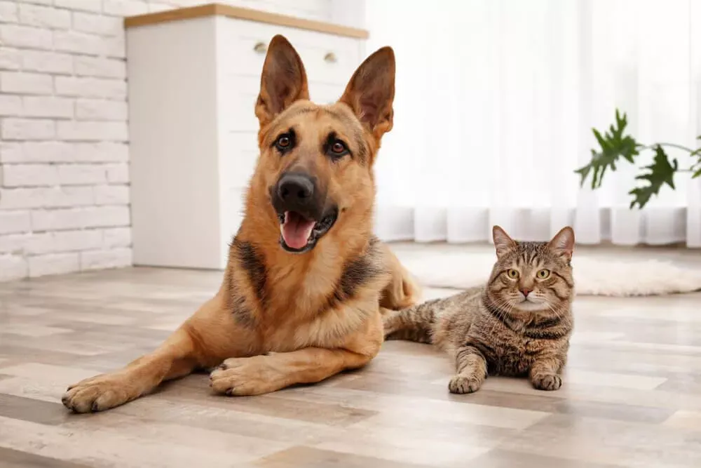 Positive reinforcement training helping a German Shepherd integrate with cats