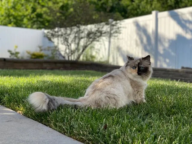 Prada, a 5-year-old seal tortie mitted Ragdoll cat from Kansas Ragdolls, bred by Leanna at House of Steward Ragdolls