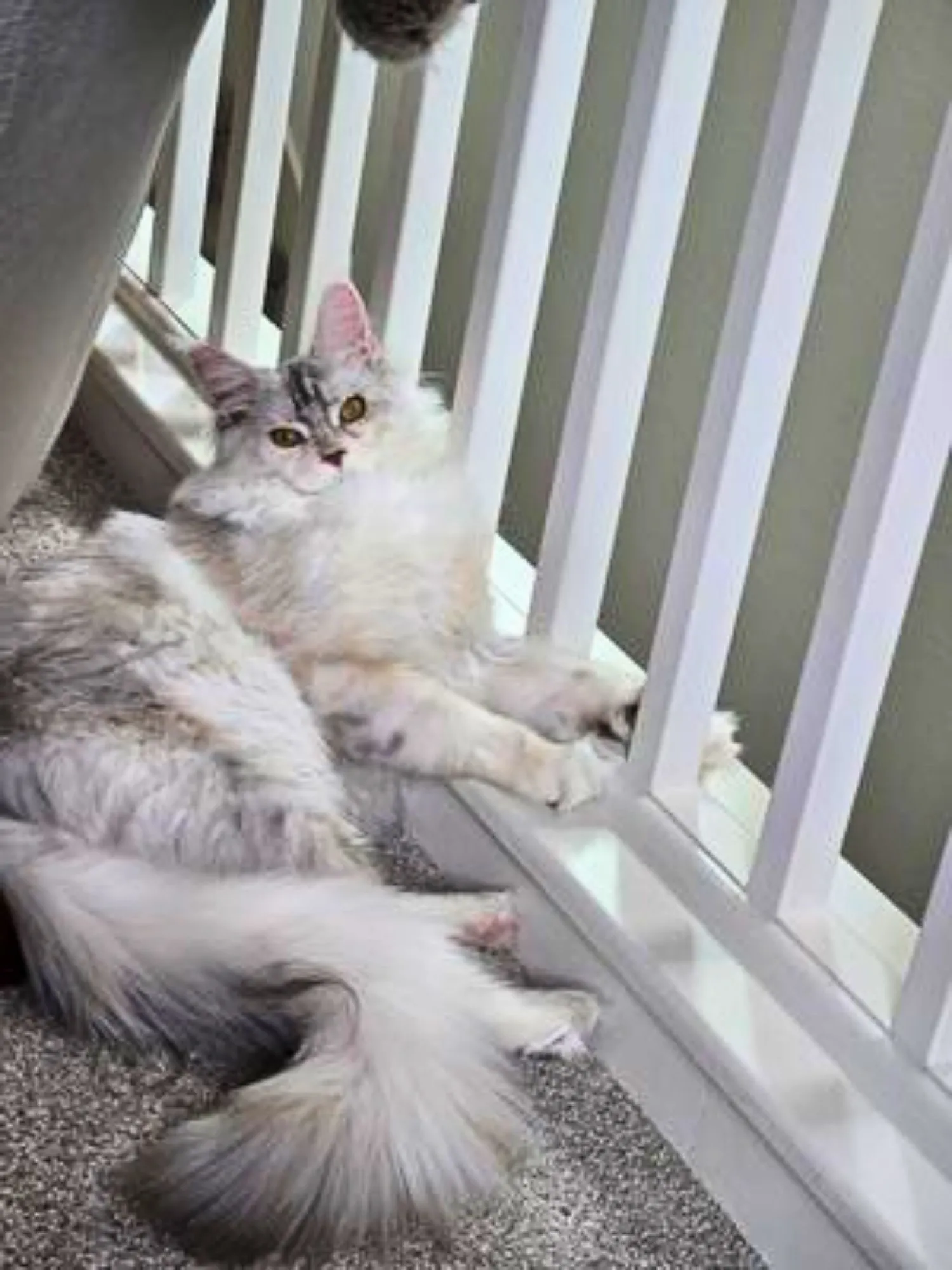 Pretty silver tabby Maine Coon laying elegantly next to railing
