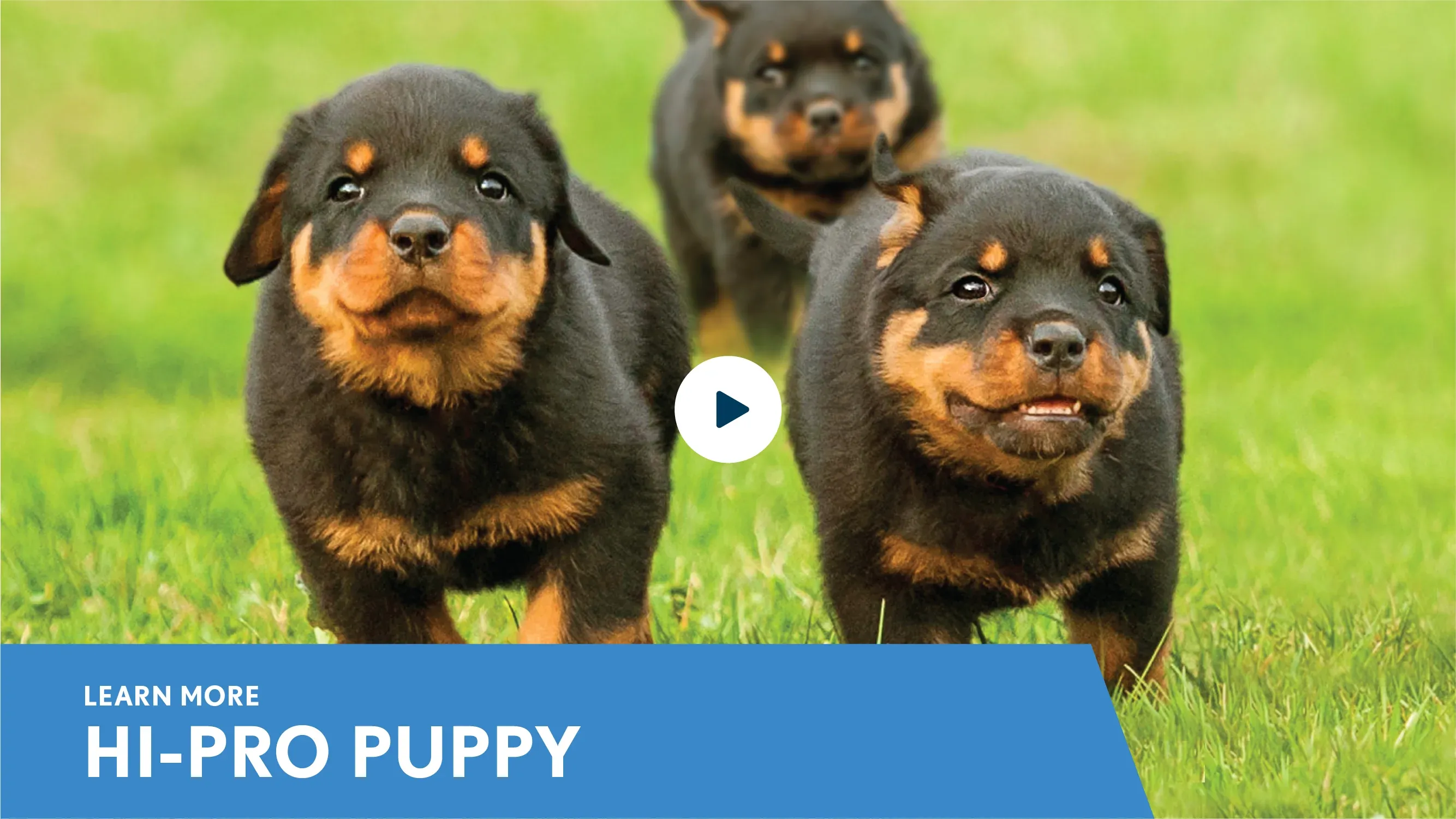 Product thumbnail of Hi-Pro Puppy super premium dog food bag