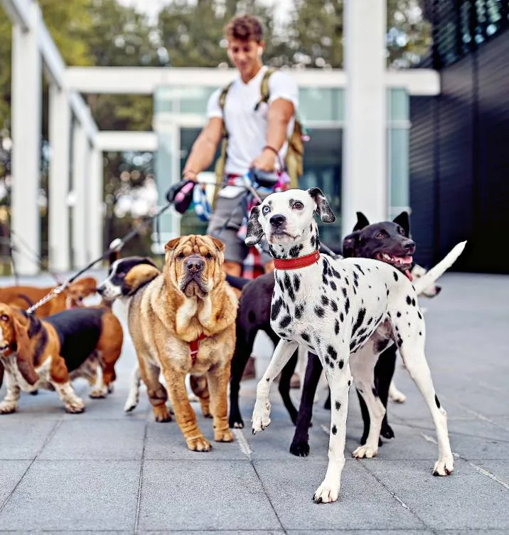 Professional dog walker managing a group of dogs in a busy urban environment