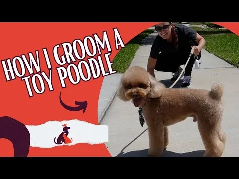 Professional scissoring legs on a toy poodle