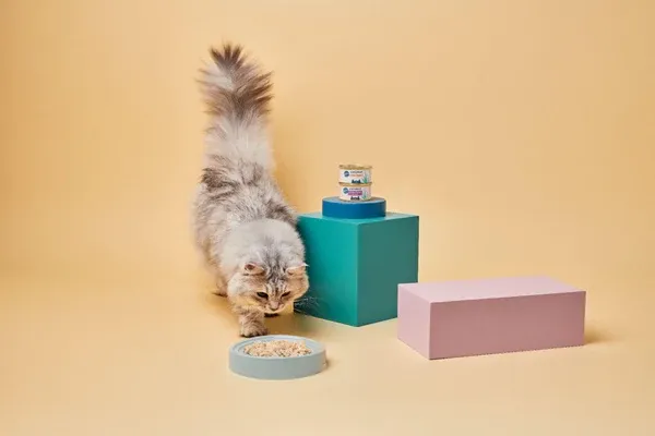 Promotional image of cat food enhancing coat health for fluffy breeds