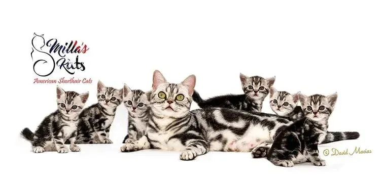 Proud mother American Shorthair with her litter of kittens