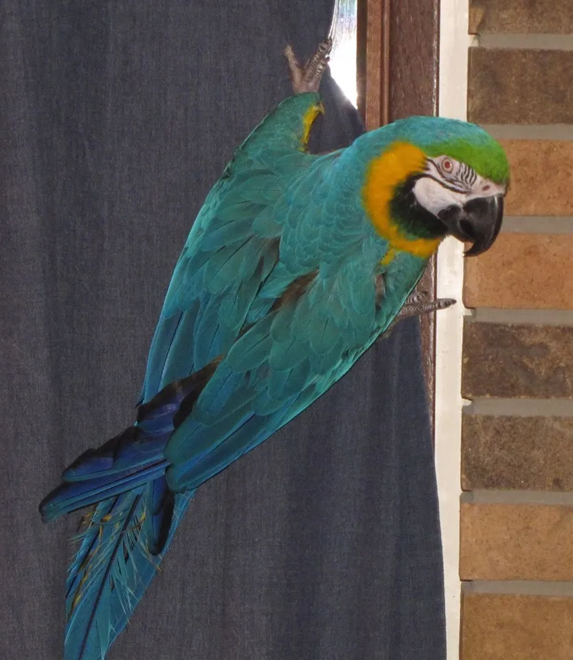 Pteri, a Blue and Gold Macaw, playfully climbing on house curtains, demonstrating curious exploratory behavior
