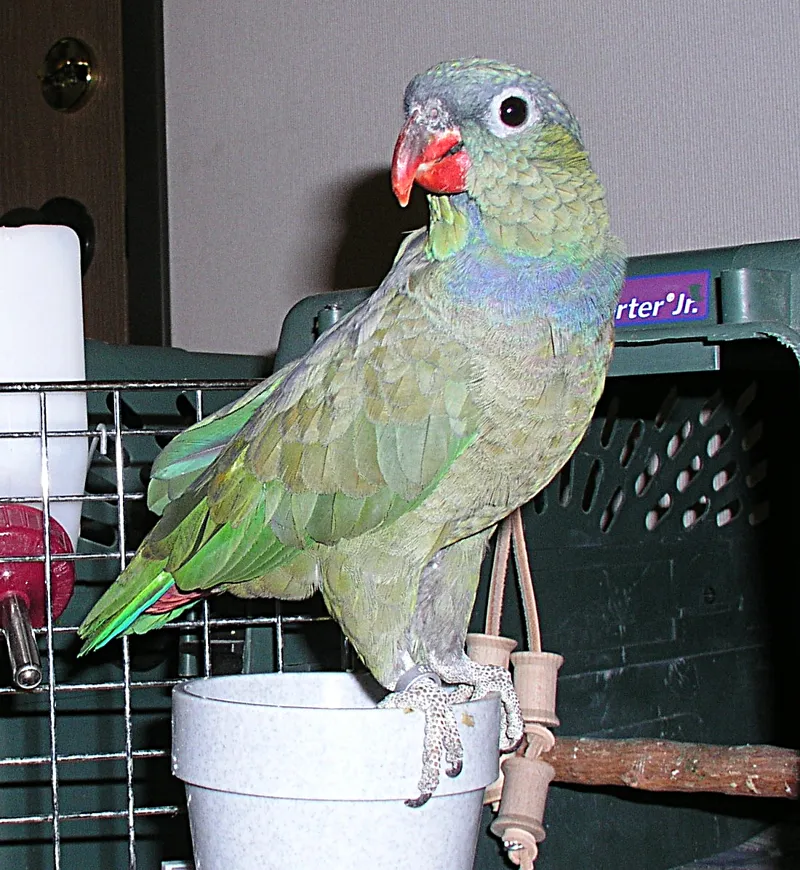 Puff the Coral-billed female Pionus