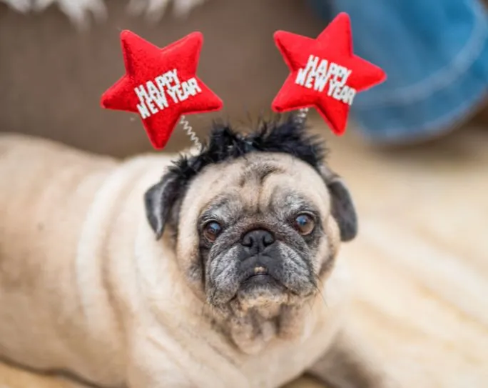 Pug dog wearing a "Happy New Year" headband, looking festive