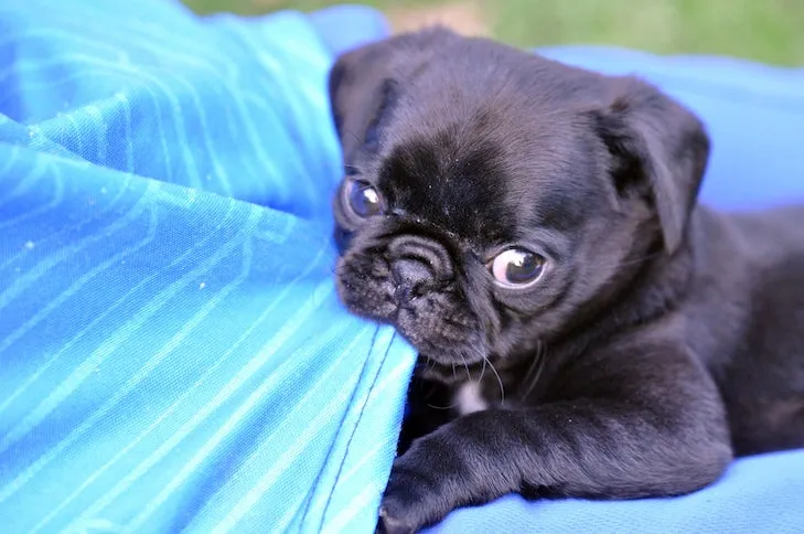 Pug puppy chewing on a blanket, showing its playful nature