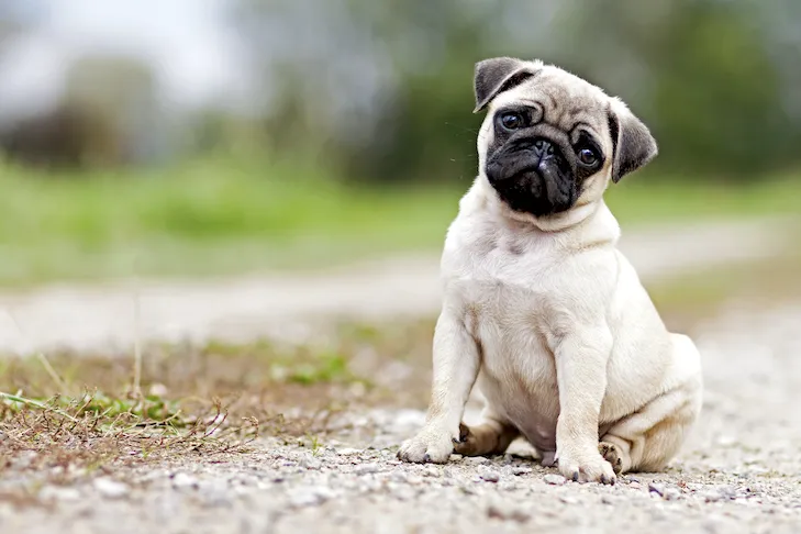Pug puppy sitting outside on a path, calmly observing its surroundings