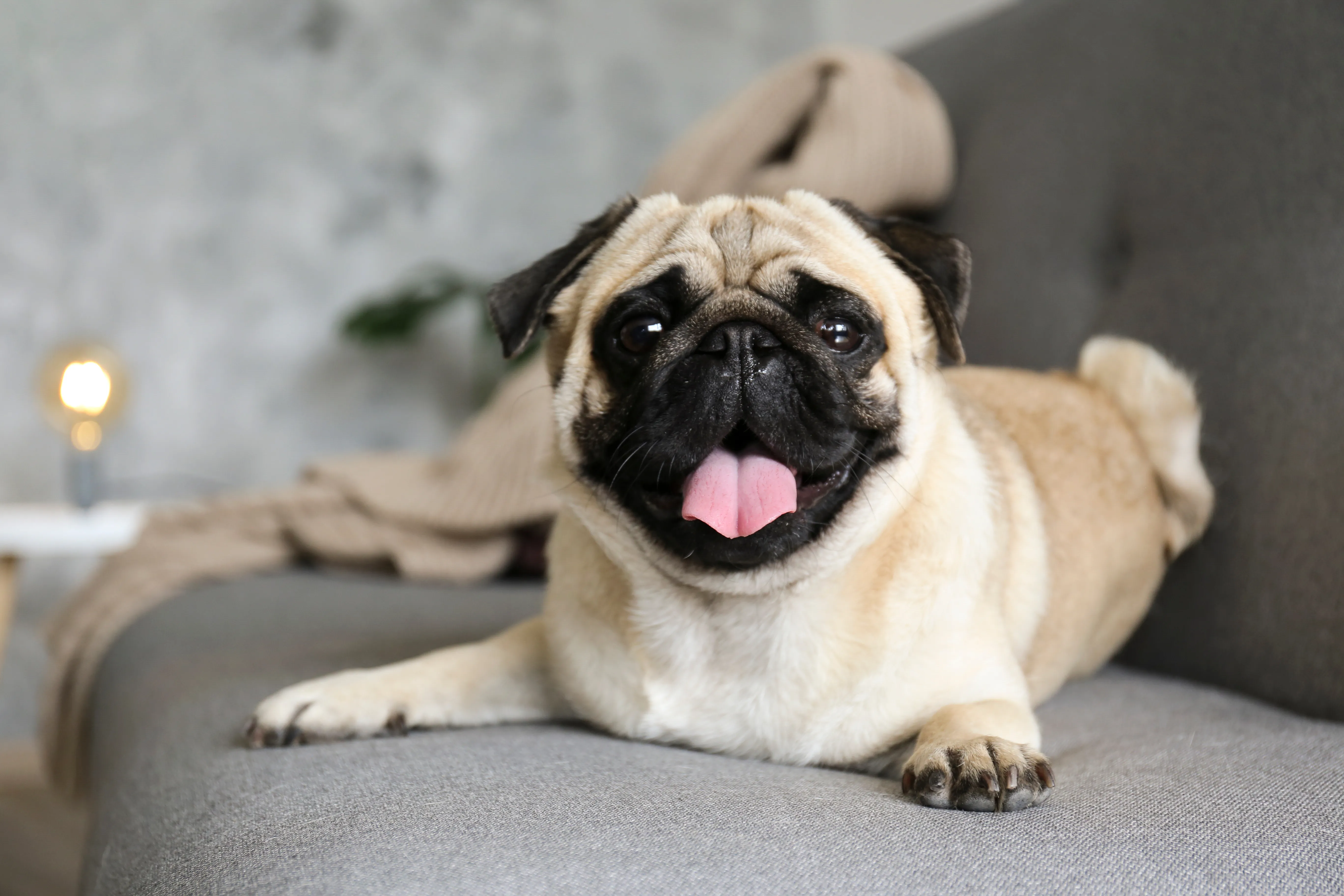 Pug with classic wrinkled face sitting attentively