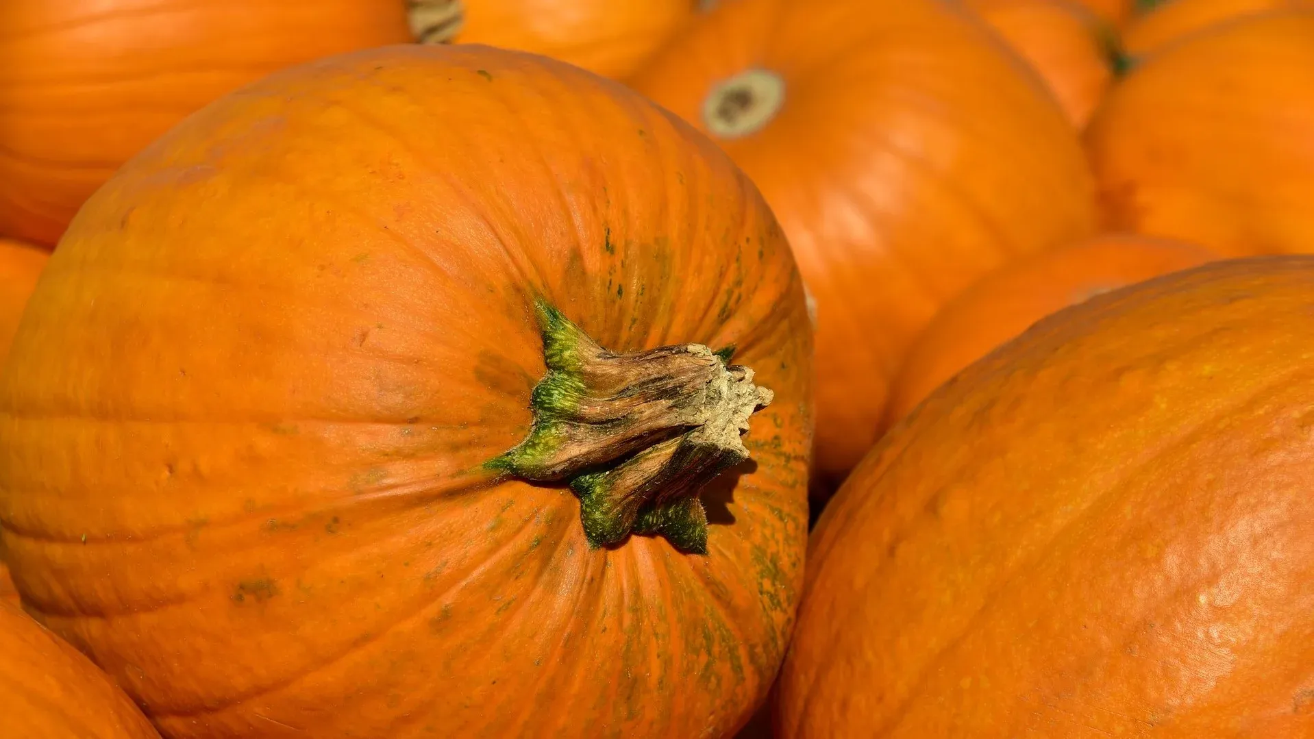 Pumpkin pieces ideal for dog digestion and coat health