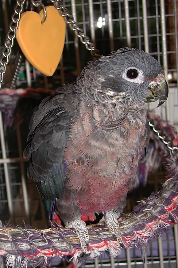 Punky Rose, a Dusky Pionus female, displaying vibrant personality