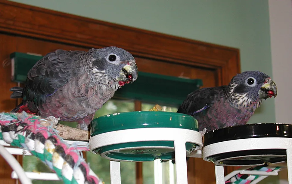 Punky Rose and Raspberry Dusky Pionus enjoying pomegranate