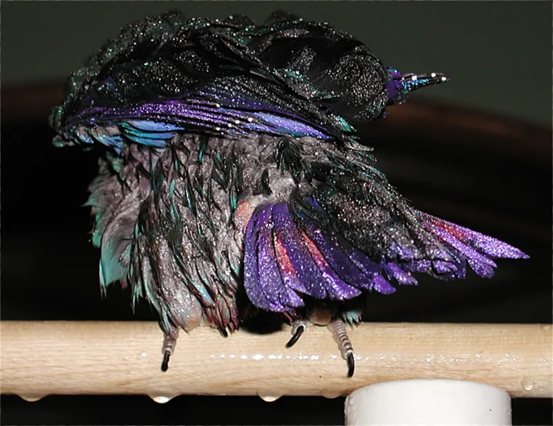 Punky Rose the Dusky female shining in shower colors