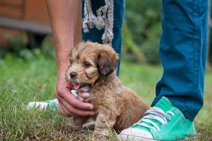 Puppy being trained in the grass, rewarded with a treat.