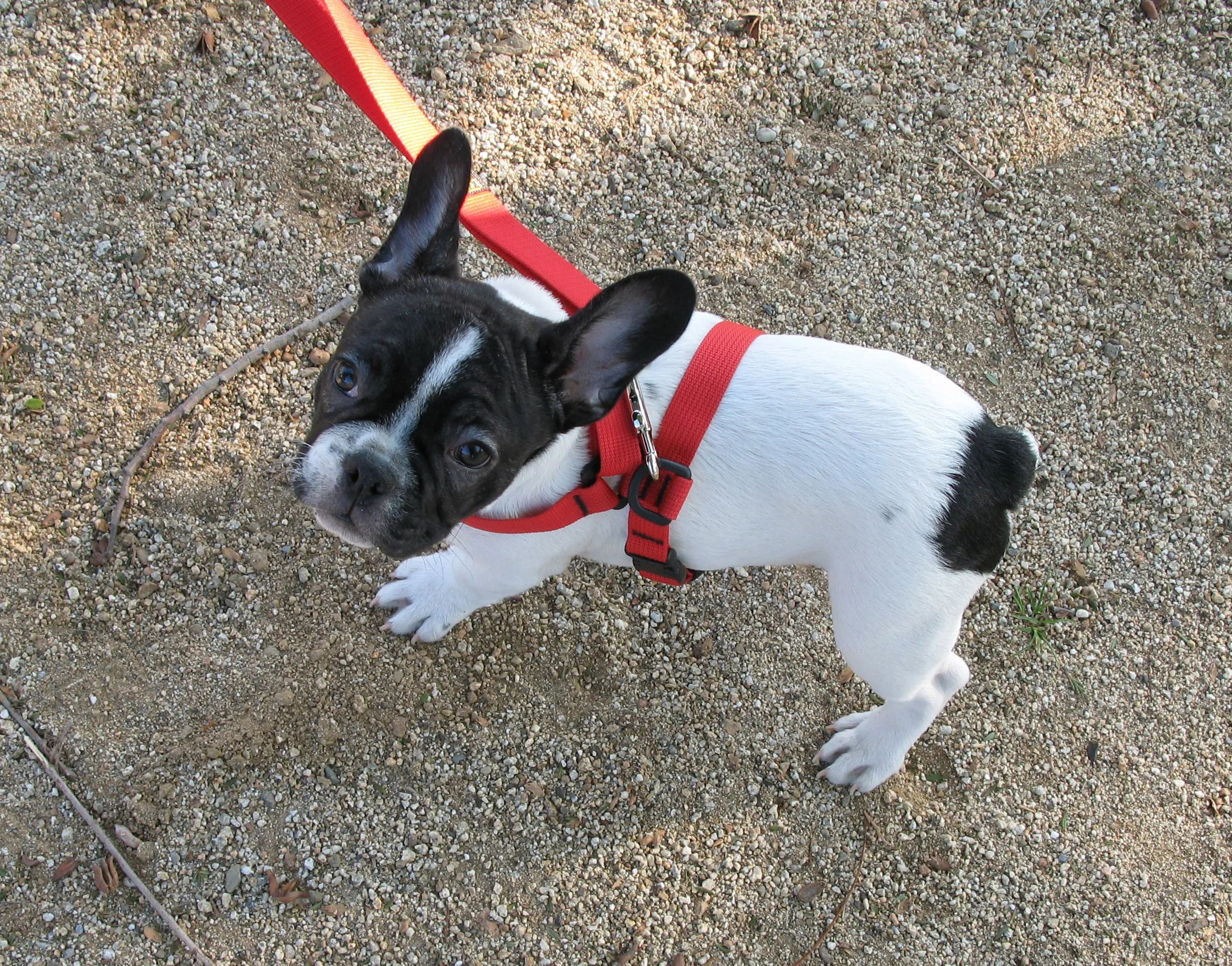 puppy bonding techniques french bulldog leashed