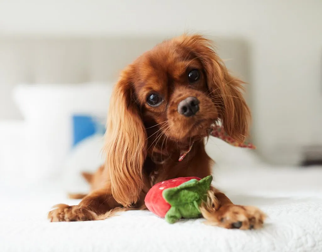 Puppy playfully chewing on a strawberry-shaped toy